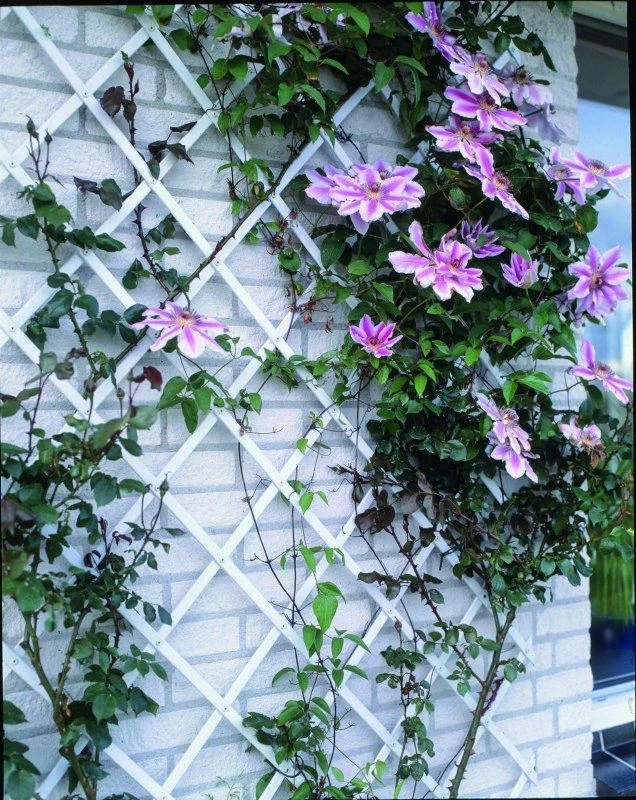 Nature Klimplantrek Kunststof Wit 100x200cm 4 Nature Klimplantrek Kunststof Wit 100x200cm - Afbeelding 2