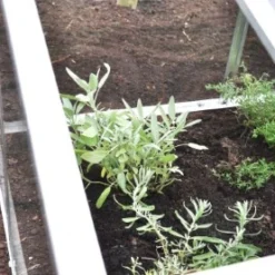 Royal Well Broeikas Jumbo 37 Royal Well Broeikas Jumbo -Exporteren Tuin Genoegen Winkel 5010697007416 18 Aangepast