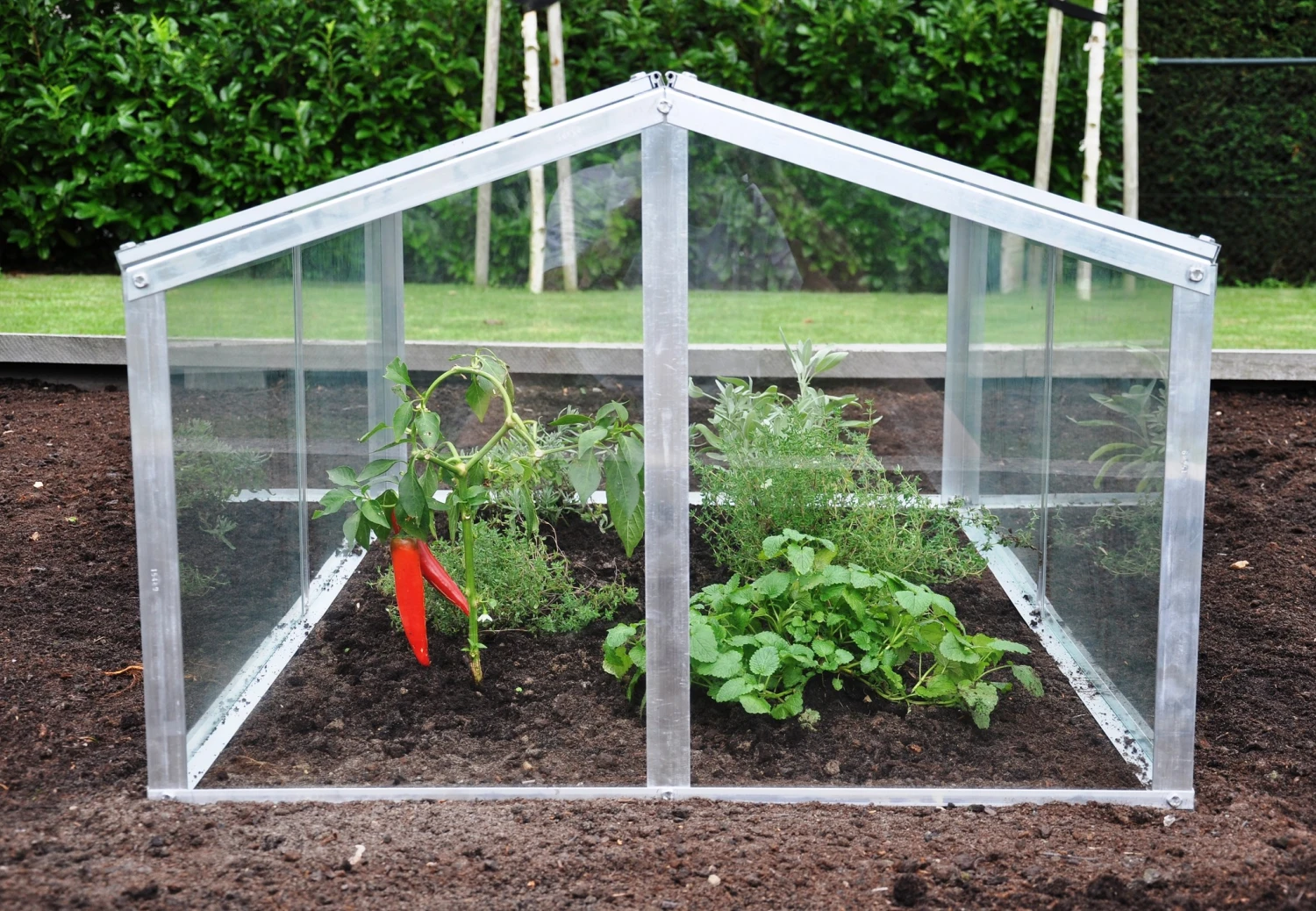 Royal Well Broeikas Jumbo 6 Royal Well Broeikas Jumbo - Afbeelding 4