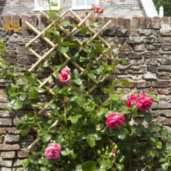 Nature Klimplantrek Bamboe 100x200cm -Exporteren Tuin Genoegen Winkel 8711338407226 3