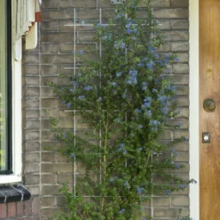 Nature Klimplantrek Metaal Grijs 145 X 42.5 Cm -Exporteren Tuin Genoegen Winkel 8711338407325 1