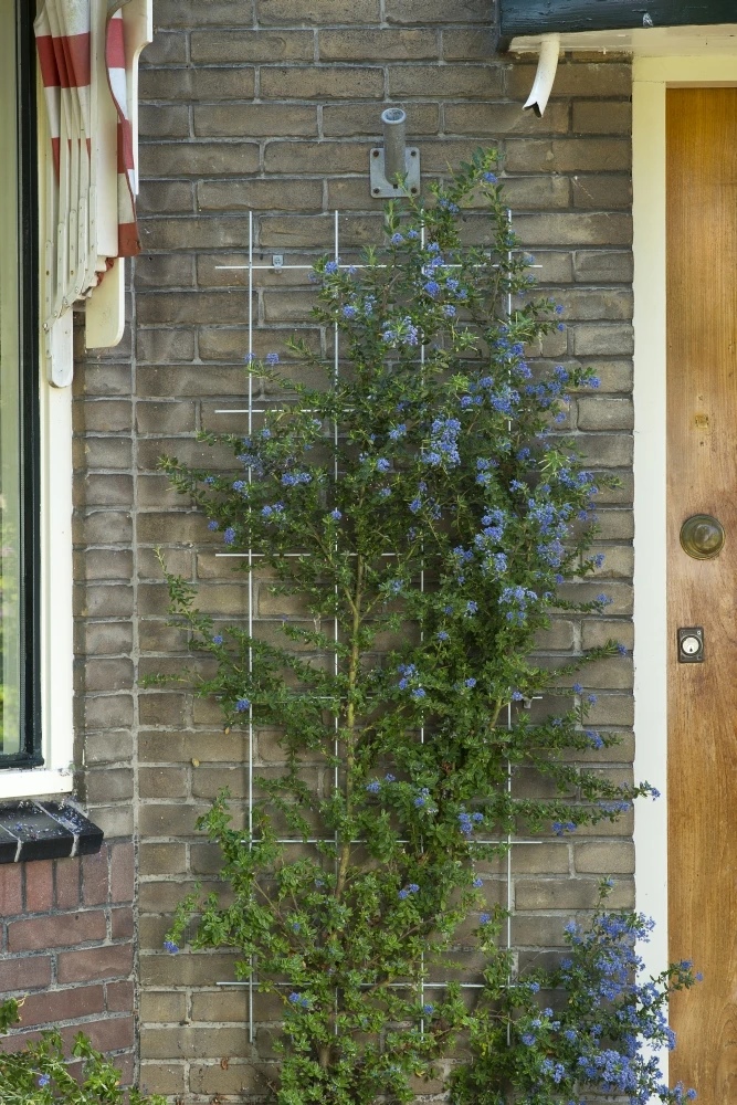 Nature Klimplantrek Metaal Verzinkt 145 X 57 Cm 5 Nature Klimplantrek Metaal Verzinkt 145 X 57 Cm - Afbeelding 3