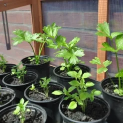 Royal Well Patiokas Rosemary's Choice 22 Royal Well Patiokas Rosemary's Choice -Exporteren Tuin Genoegen Winkel 8718226337481 10 Aangepast