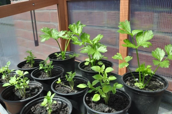 Royal Well Patiokas Rosemary's Choice 12 Royal Well Patiokas Rosemary's Choice - Afbeelding 10