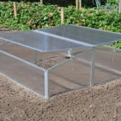 Royal Well Broeikas Silver Thyme