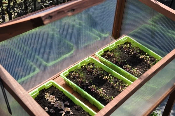 Royal Well Broeikas Red Leaf 12 Royal Well Broeikas Red Leaf - Afbeelding 10