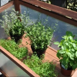 Royal Well Broeikas Red Leaf 18 Royal Well Broeikas Red Leaf -Exporteren Tuin Genoegen Winkel 8718226339133 5 Aangepast