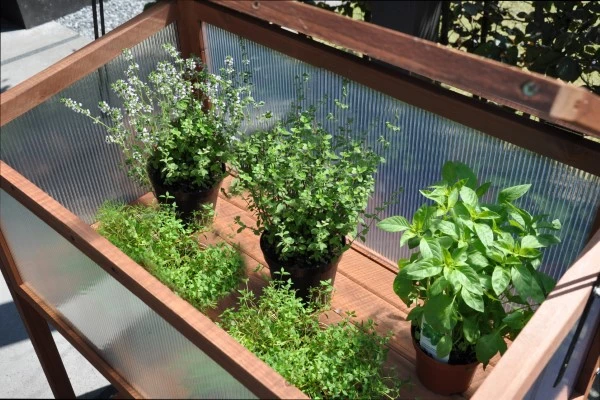 Royal Well Broeikas Red Leaf 6 Royal Well Broeikas Red Leaf - Afbeelding 4